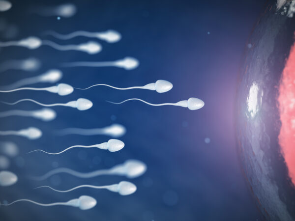 How Long Can Sperm Survive After Intercourse?